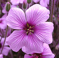 YWCA announces annual Geranium Sale - Vimarsana News
