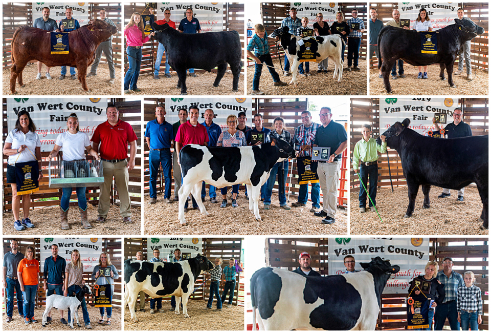 Livestock auction prices down in 2019 « The VW independent